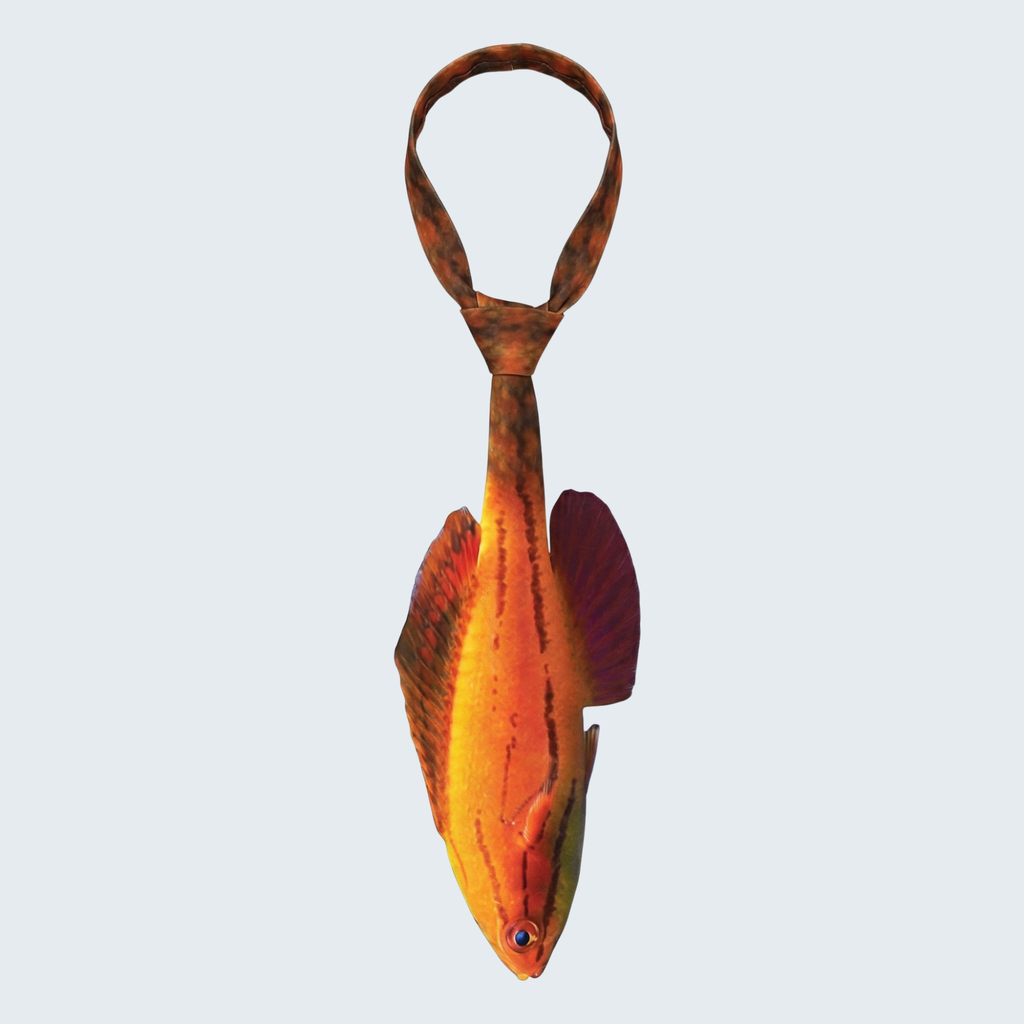 Evolyx© McCosker's Flasher Wrasse
