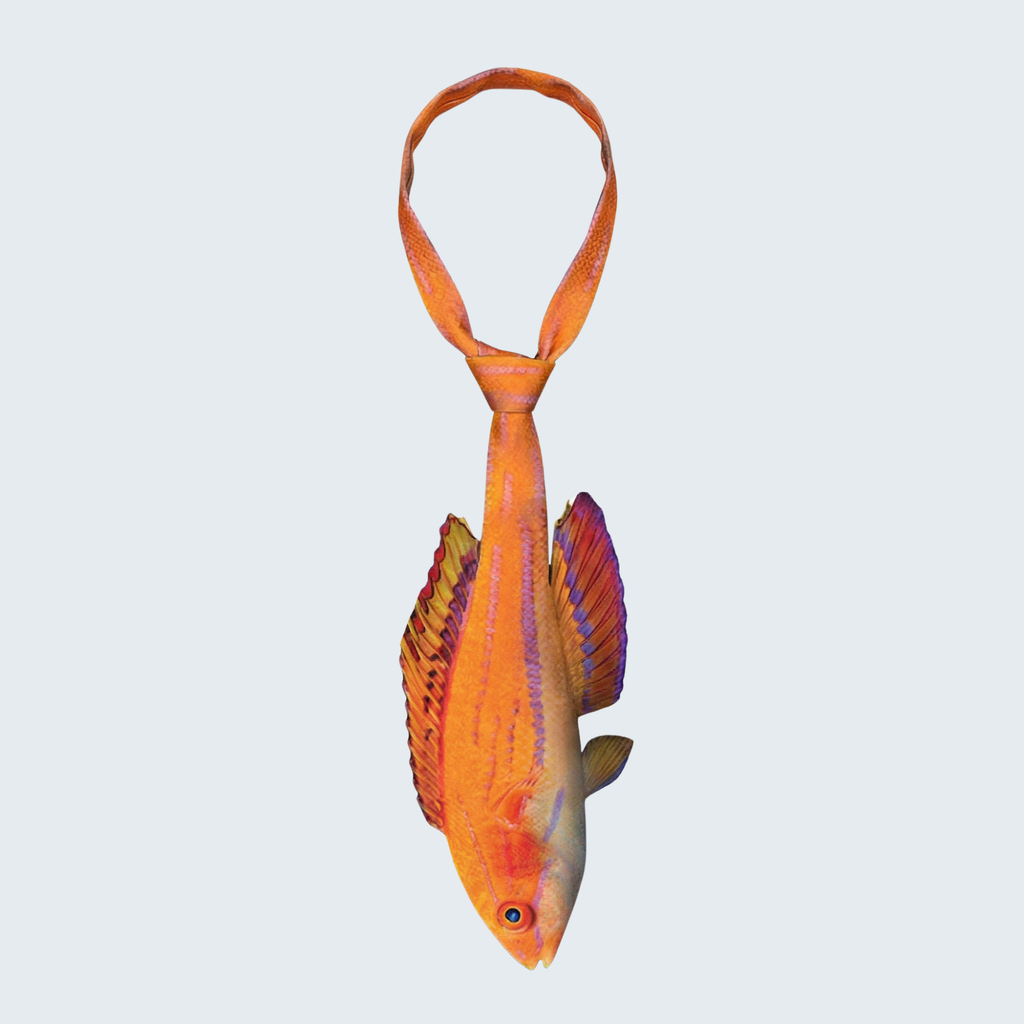 Evolyx© Carpenter's Flasher Wrasse