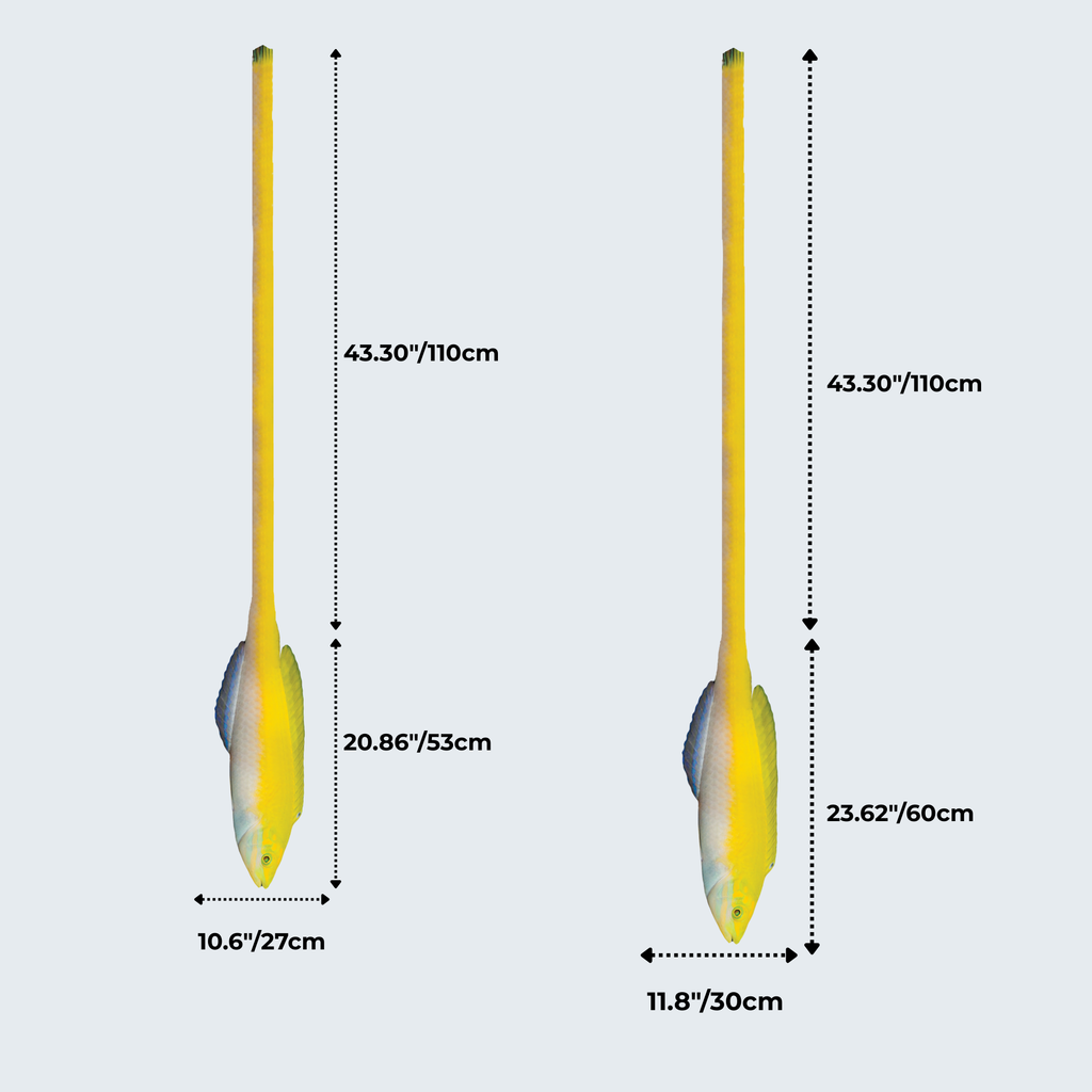 Evolyx© Yellow Coris Wrasse