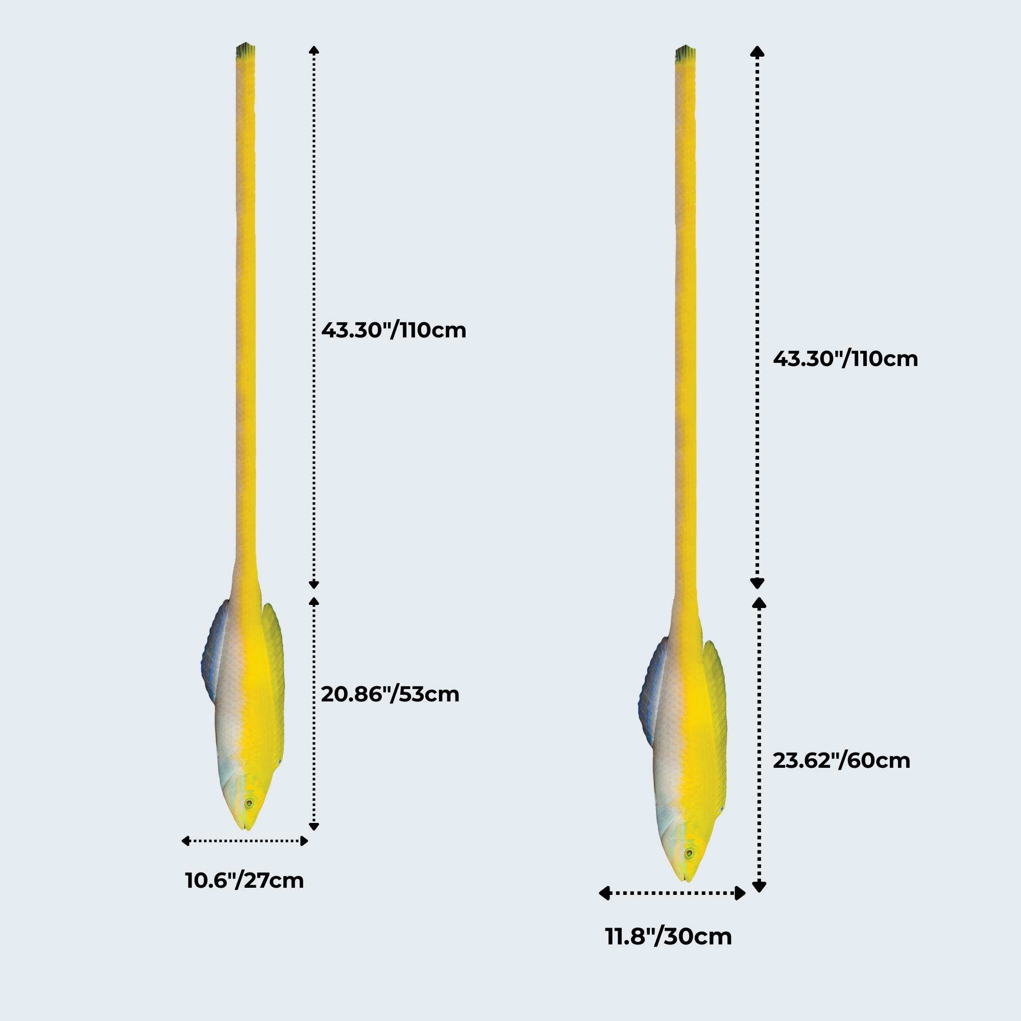 Evolyx© Yellow Coris Wrasse